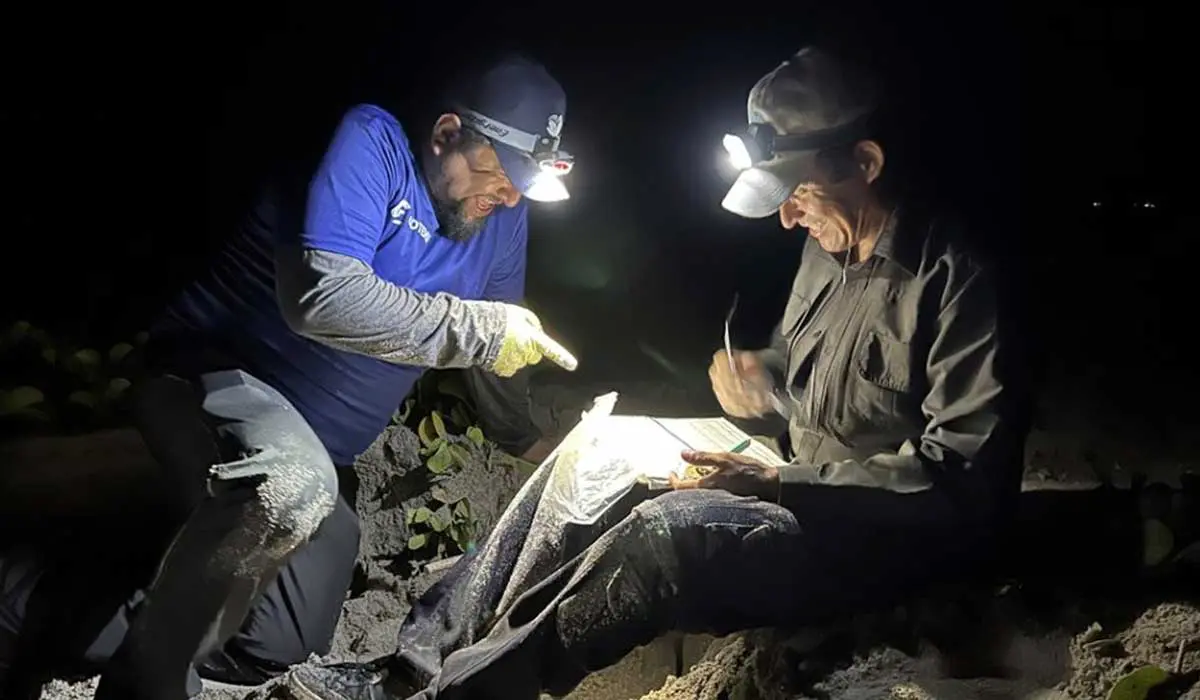 Imagen de programa de conservación de la Tortuga Marina